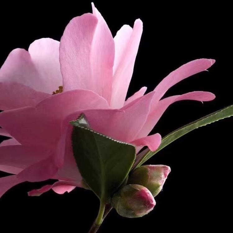 @静听花开