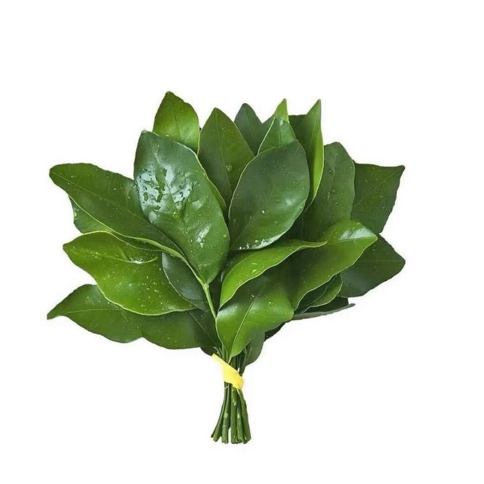 李橙GG