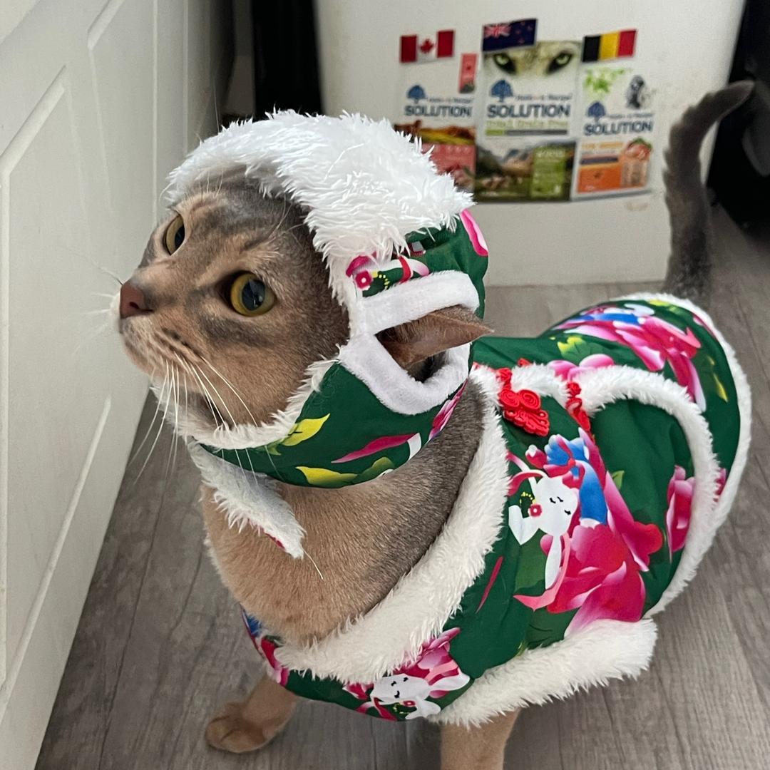 一堆猫毛
