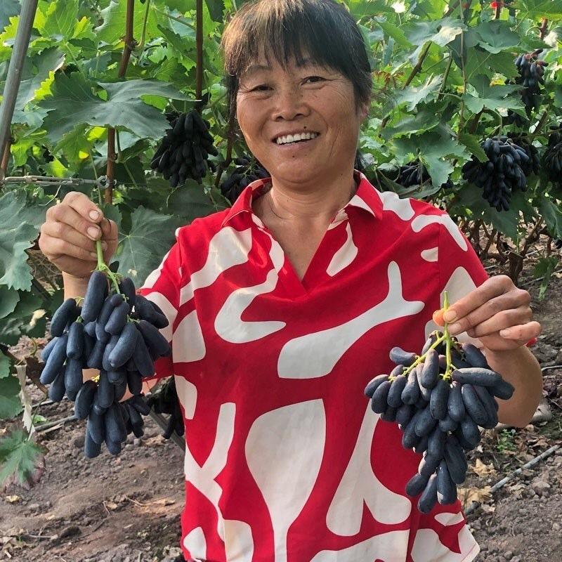 凯果思庄果树苗木专卖店