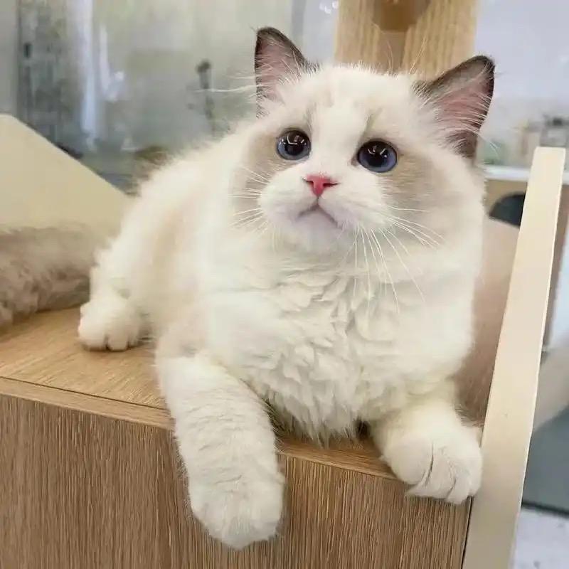 猫猫