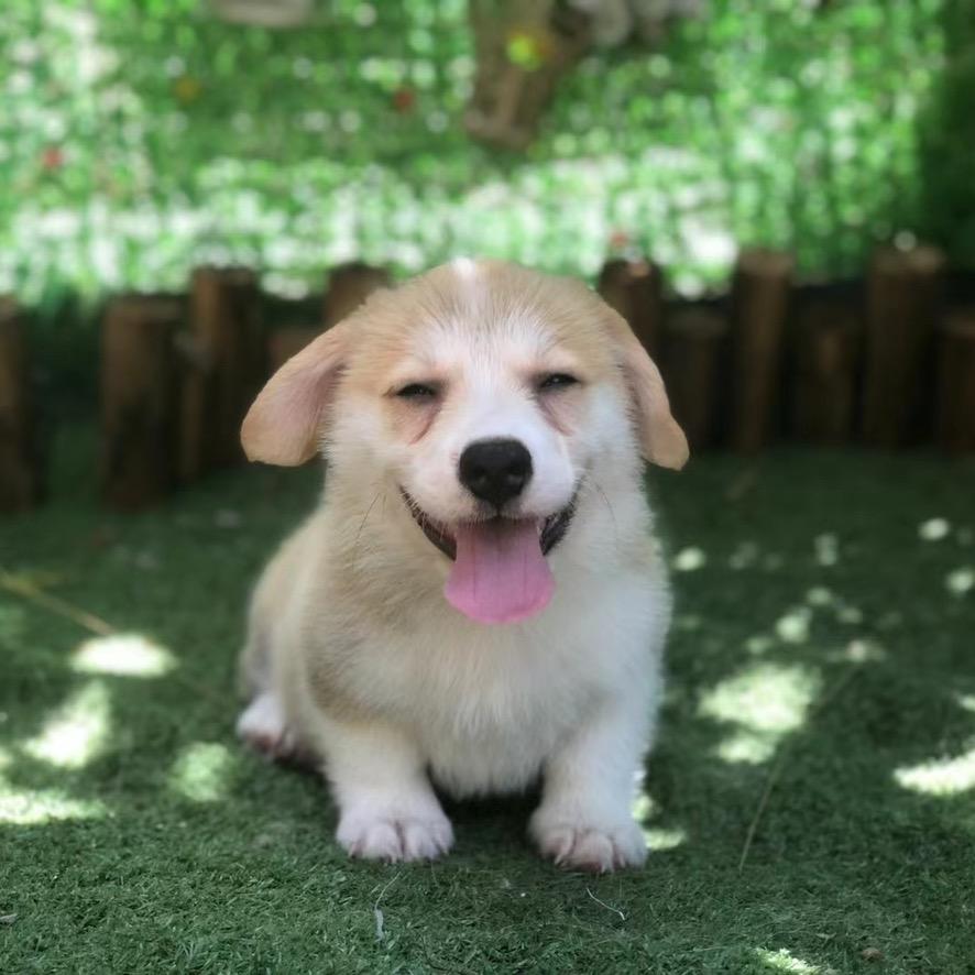 养柯基的小姐姐