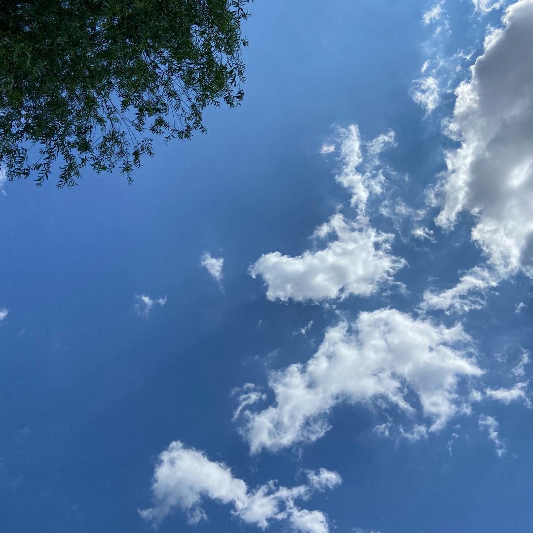 露露