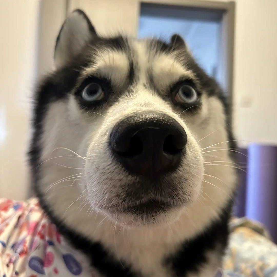 是我啊
