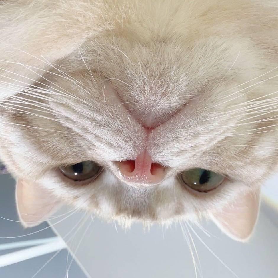 逆子打工记🐱