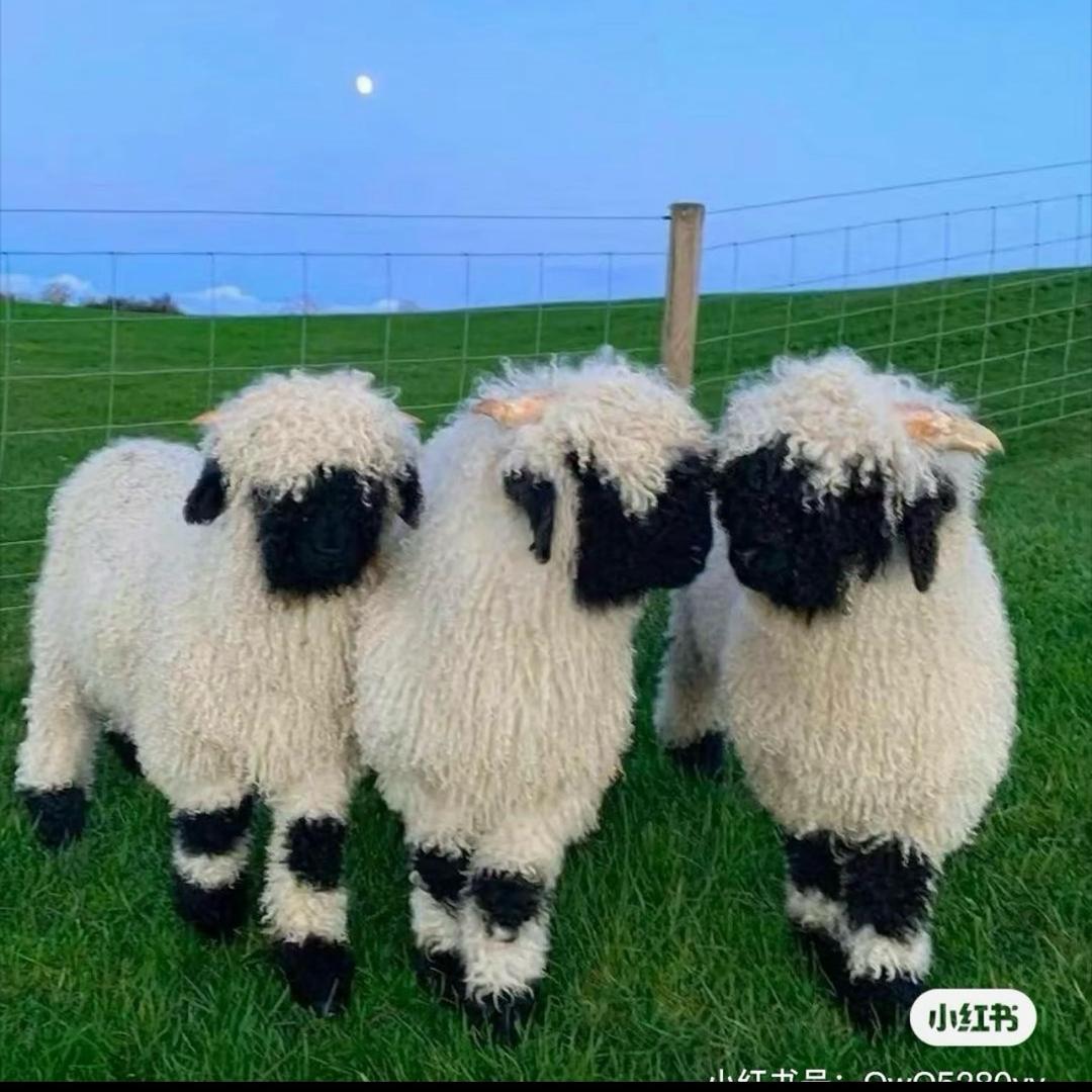 圣诞小羊🐑