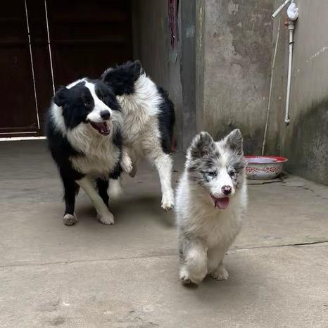 边牧大队长(专注边牧🐶）
