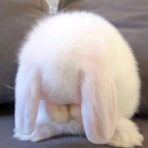 不吃香菜 🧸ྀི