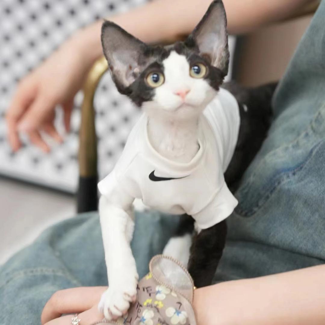 花卷德文猫🍼