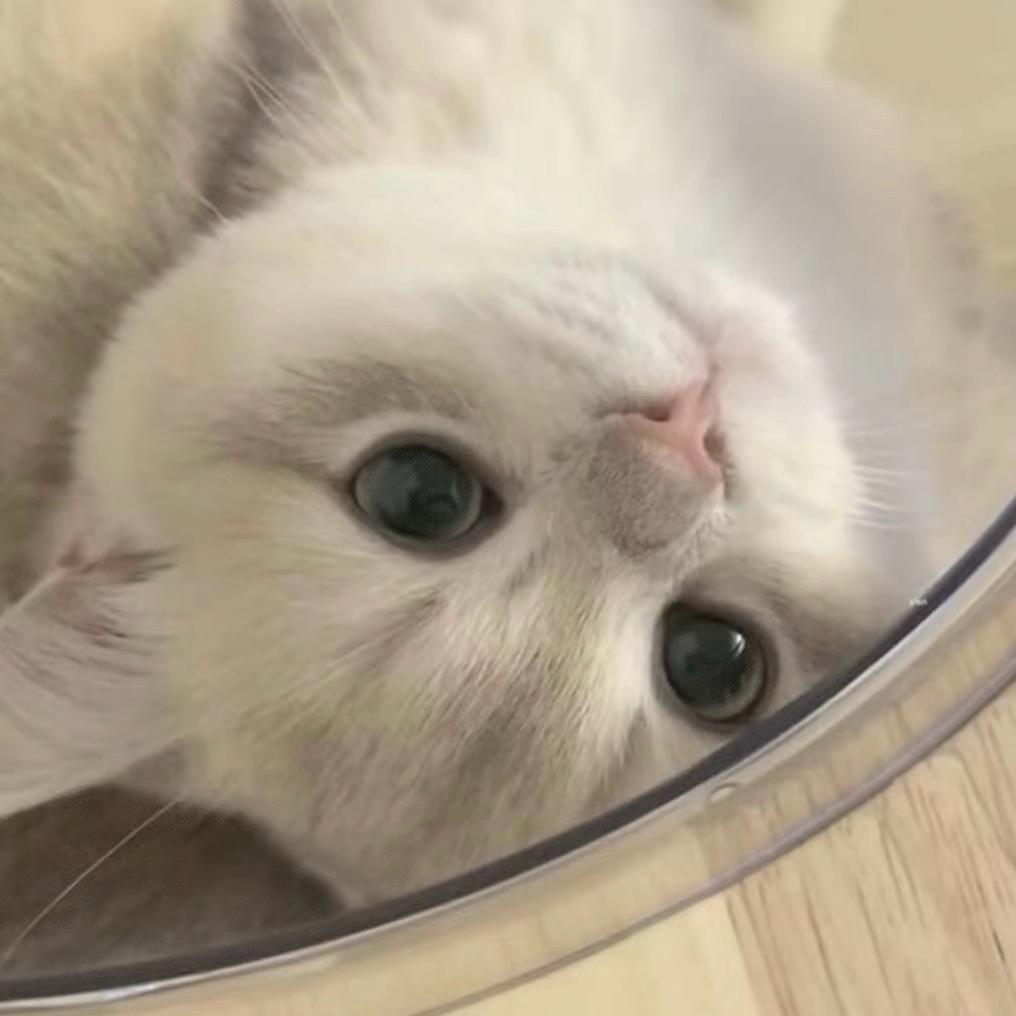 爱玩汤姆猫跑酷