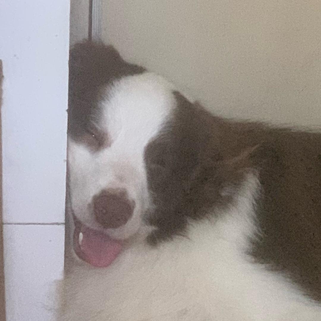 崩牙的泡泡