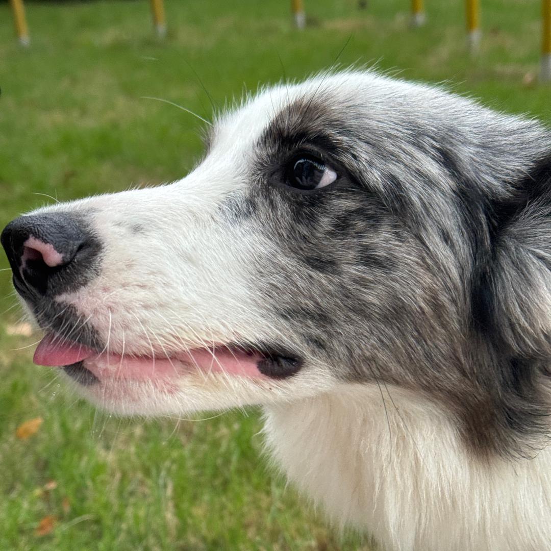 边牧奥莉宝儿🍔