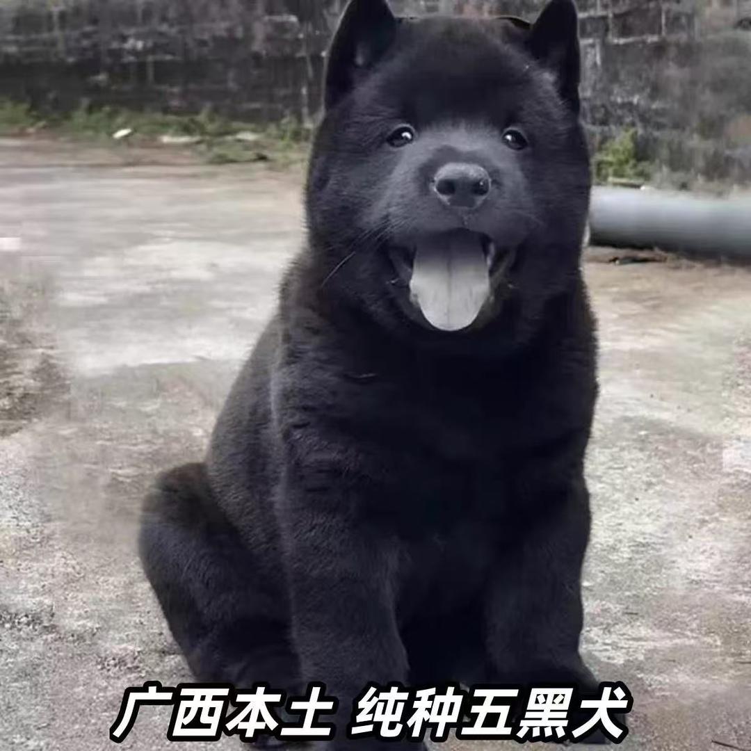 中华唐狗