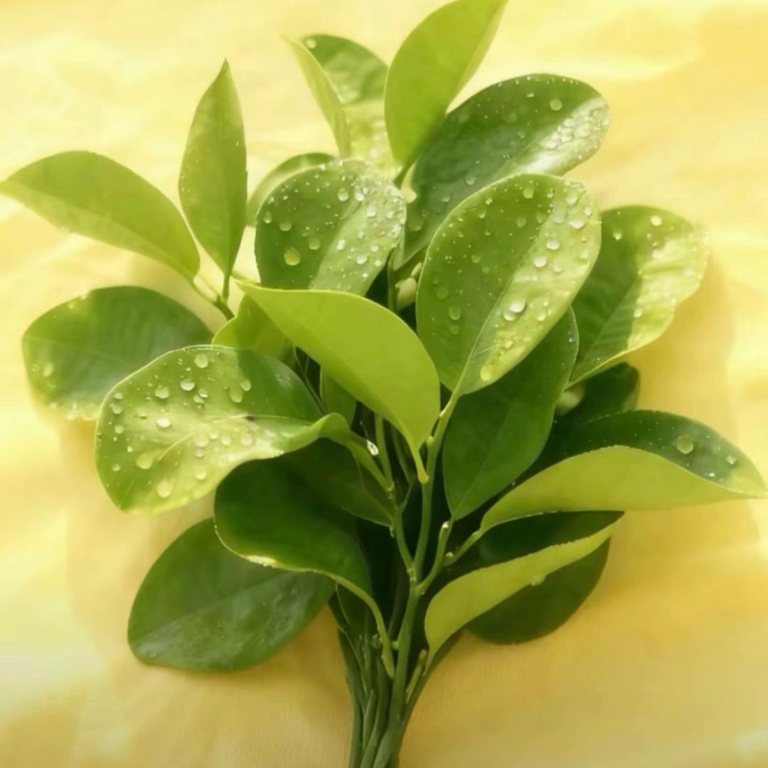 🥀এ᭄浅笑不语꧔ꦿ᭄