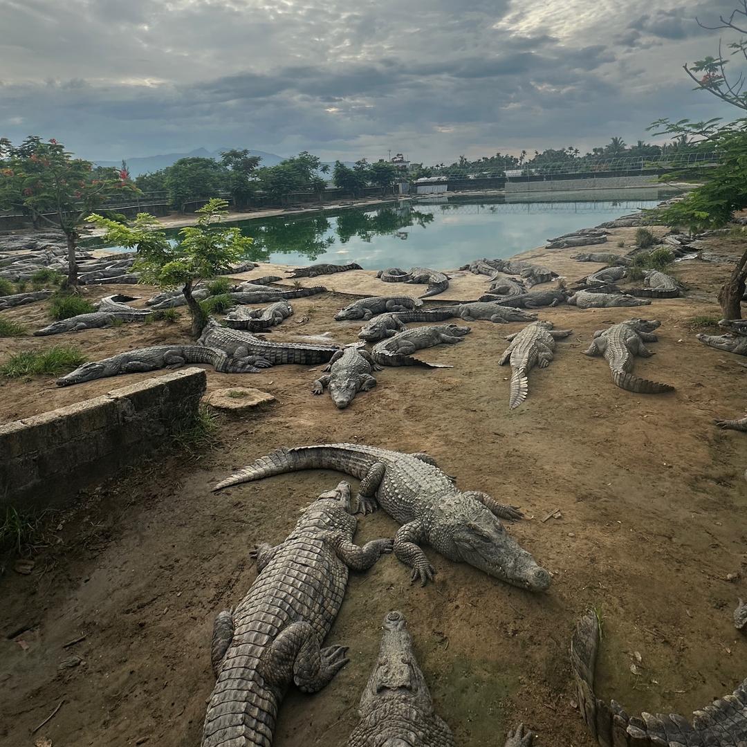 🐊养鳄鱼的阿泽