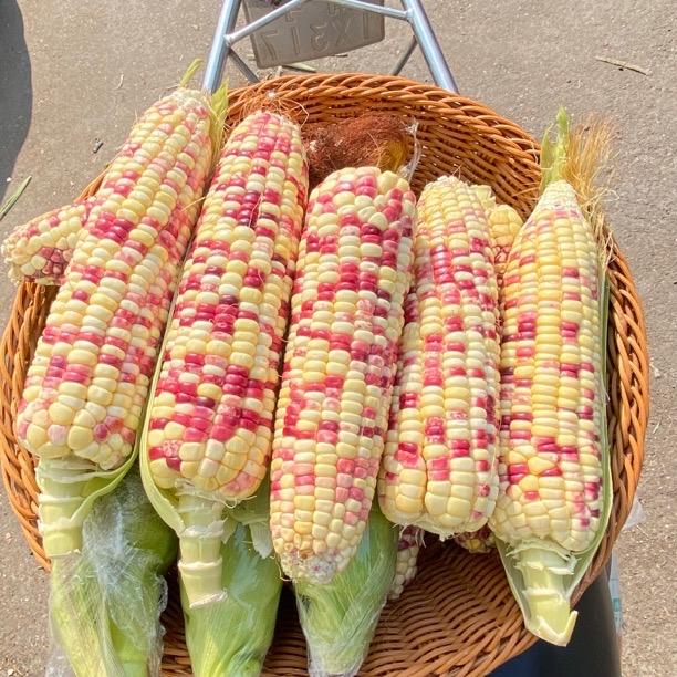 广西玉米产地直发