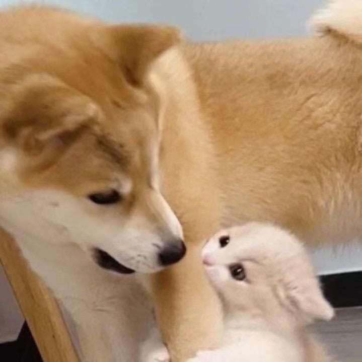 码头薯条