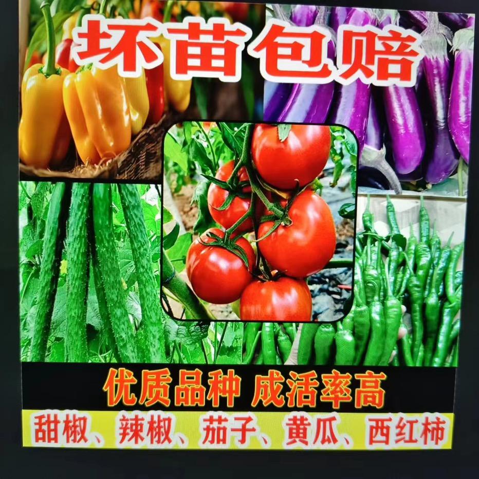 欣特乐种子苗圃