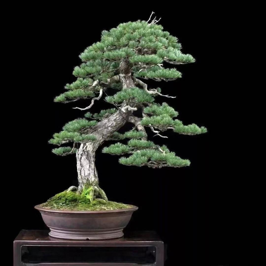 芊花隆盆景园艺