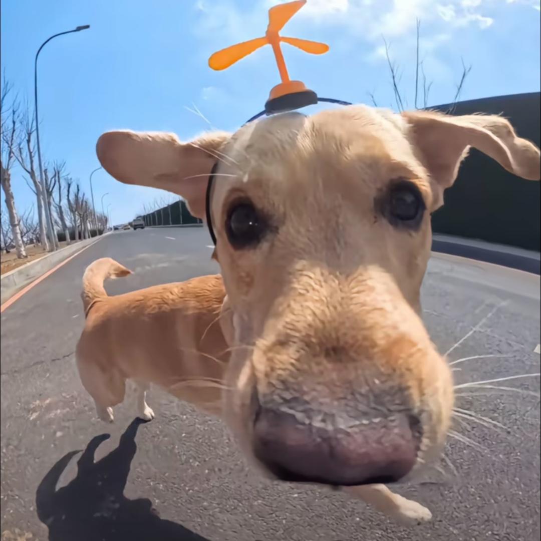 阿你叭叭