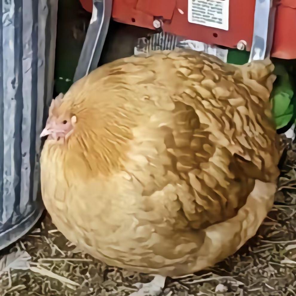 圆鸡