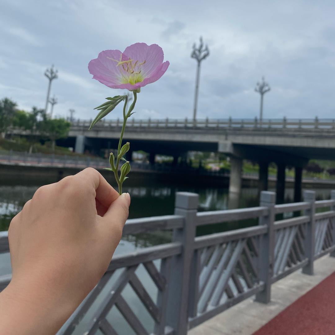 柠檬不酸