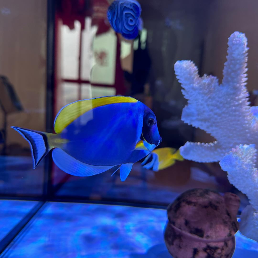 玉青的海