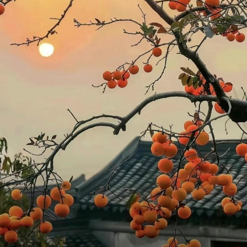 五花大