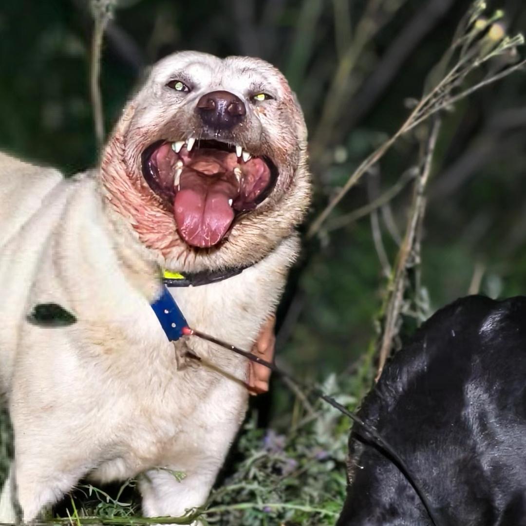 腕子(爱狗狗版）