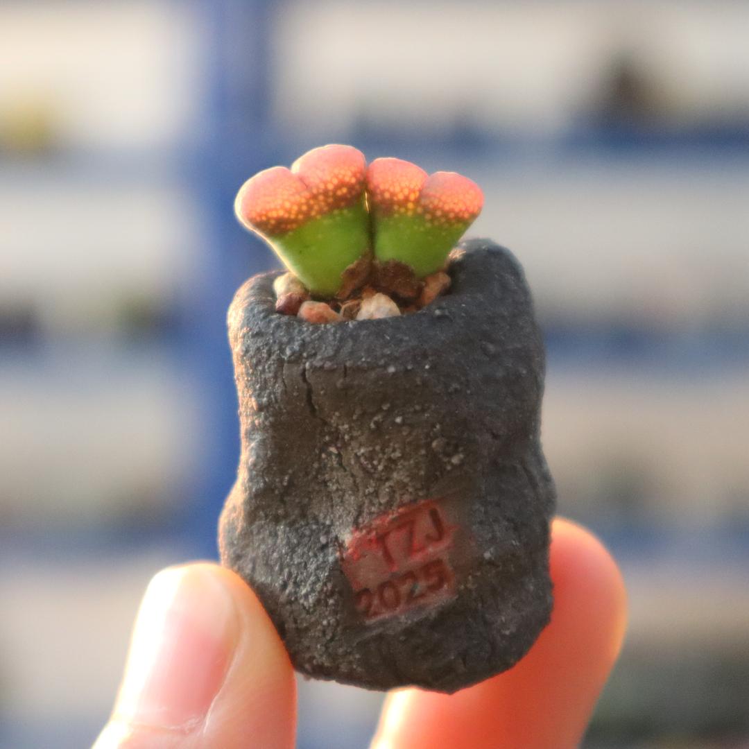 米兔多肉花器