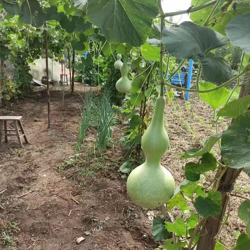田园小林
