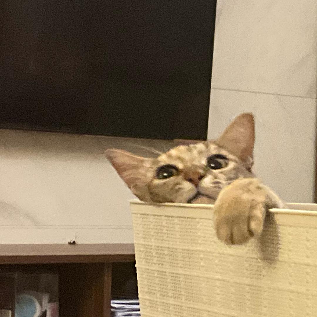 骑着黑猪卷子世界旅行