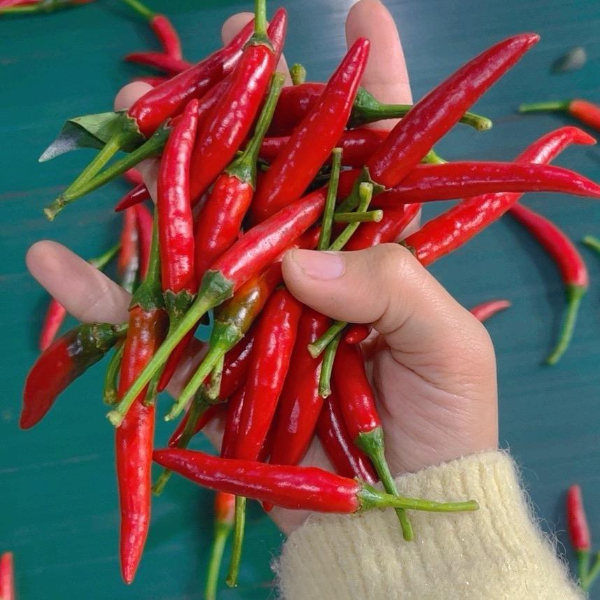 彬彬生鲜小米辣椒