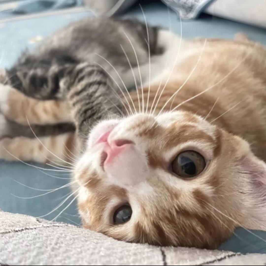 修