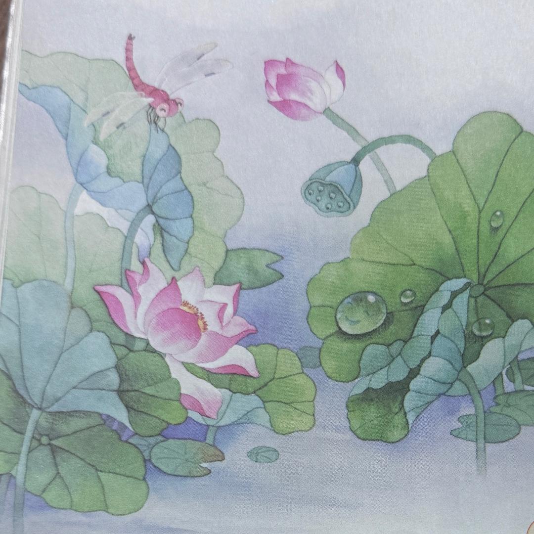 蕾