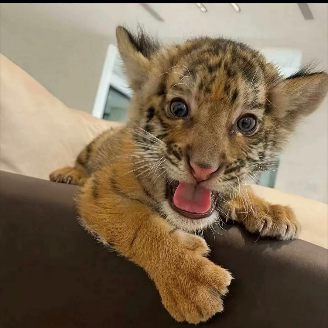 猛踹瘸子那条好腿