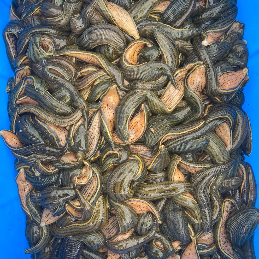上海收售（蚂蝗）水蛭