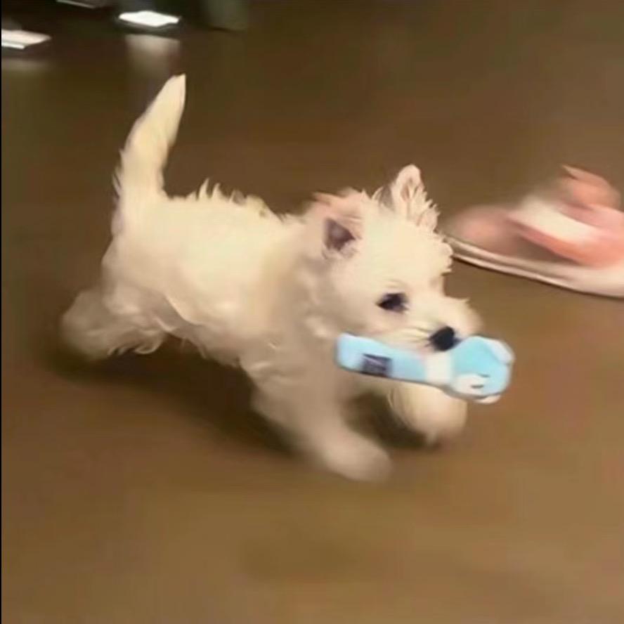 小猫吃鱼