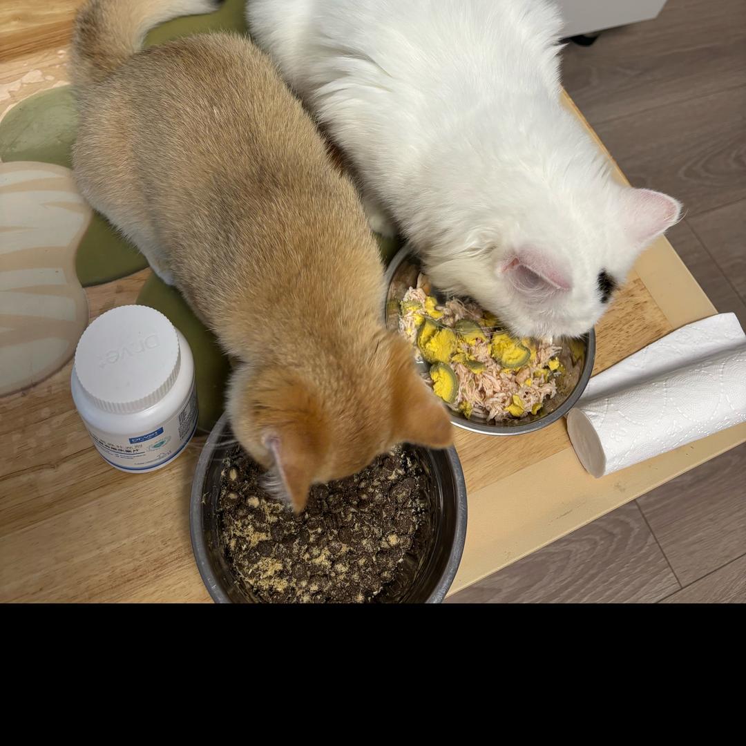 小爪爪
