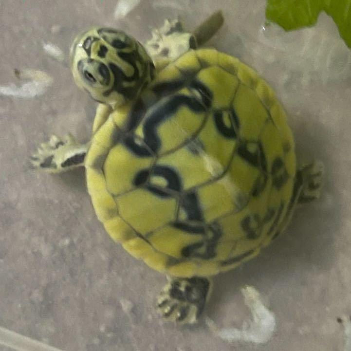 火焰养殖-军