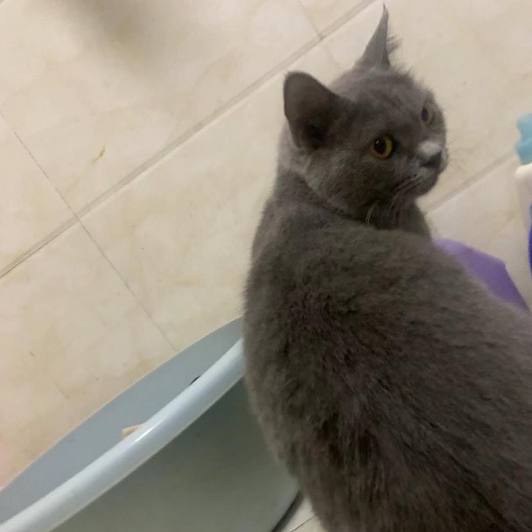慧慧