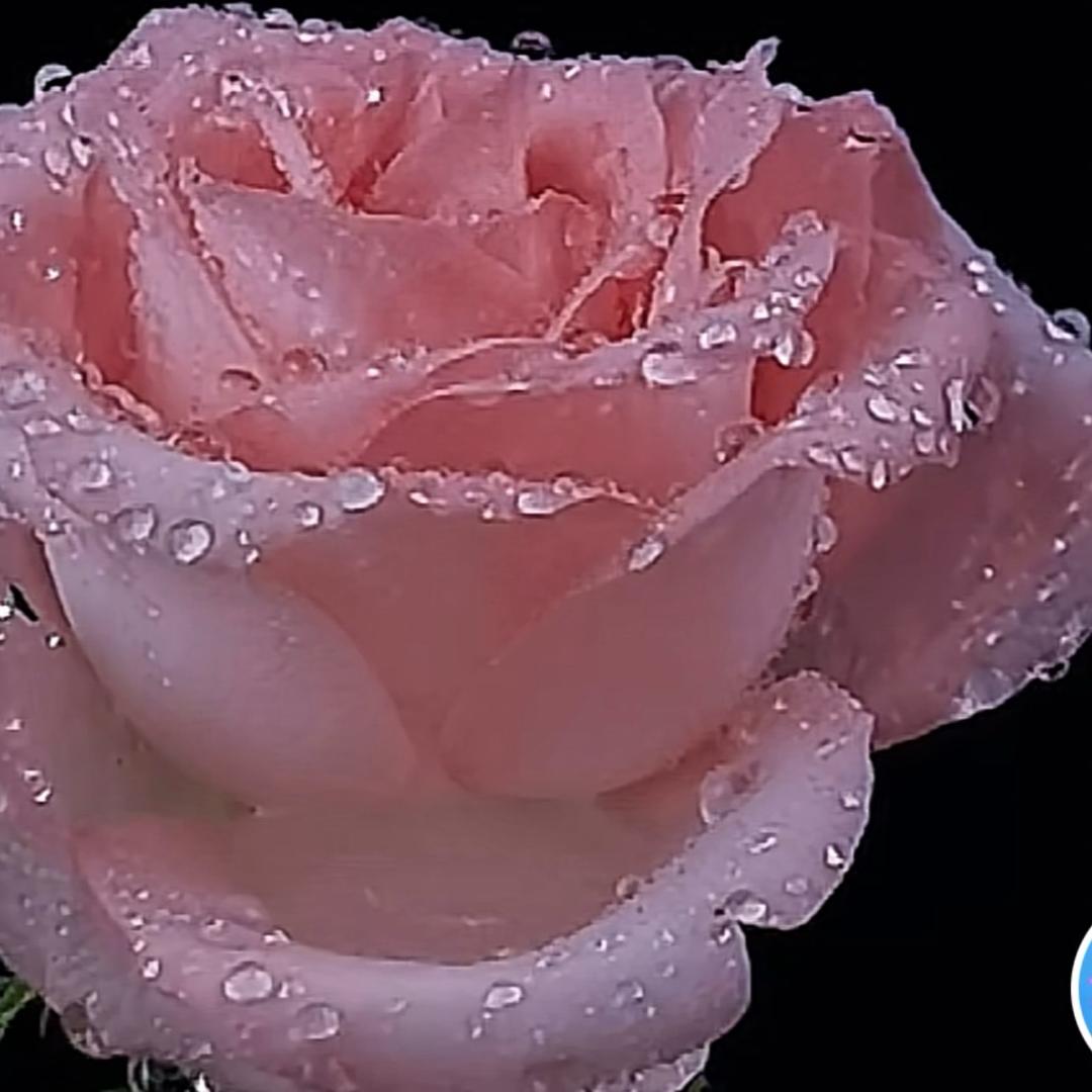 清清
