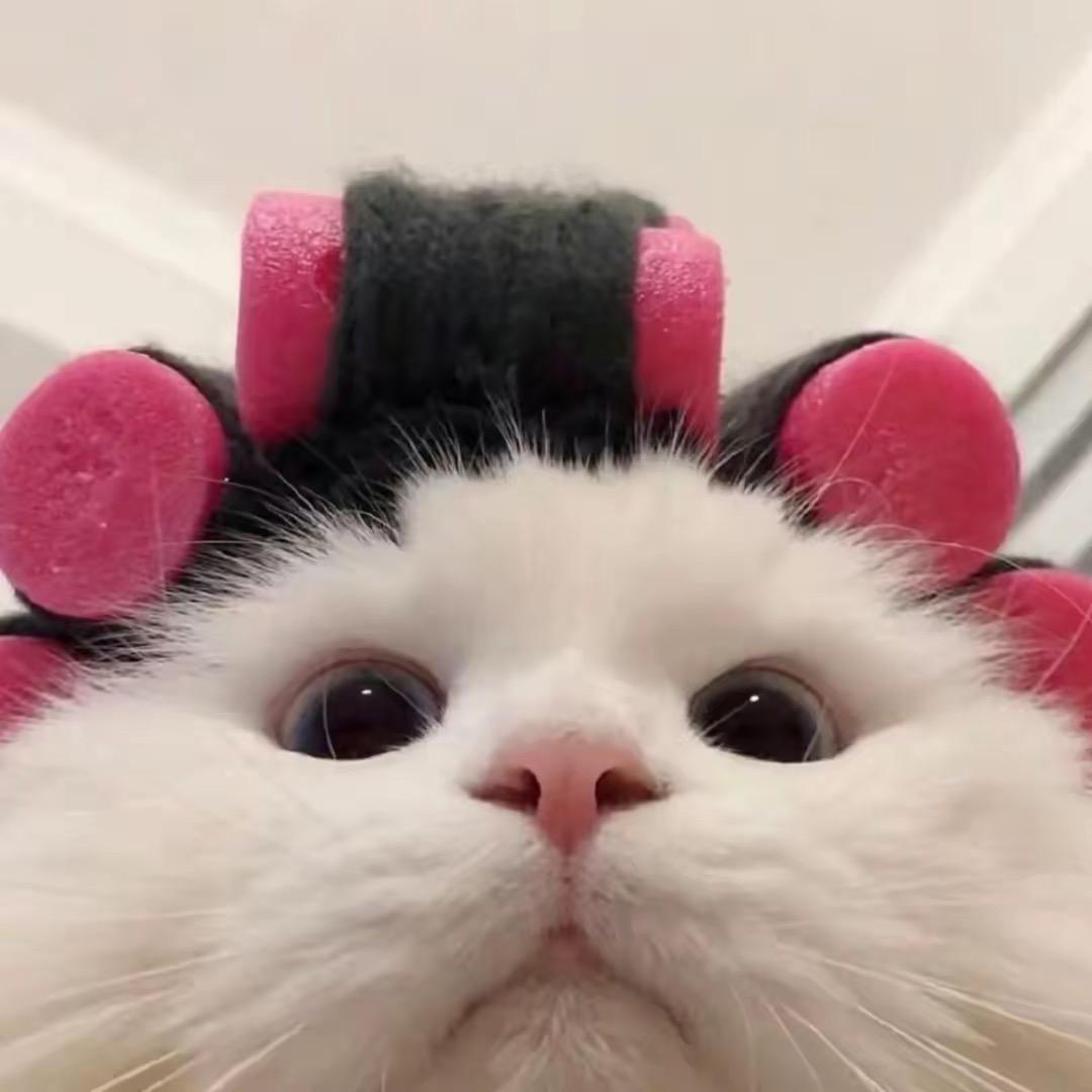 汤姆猫