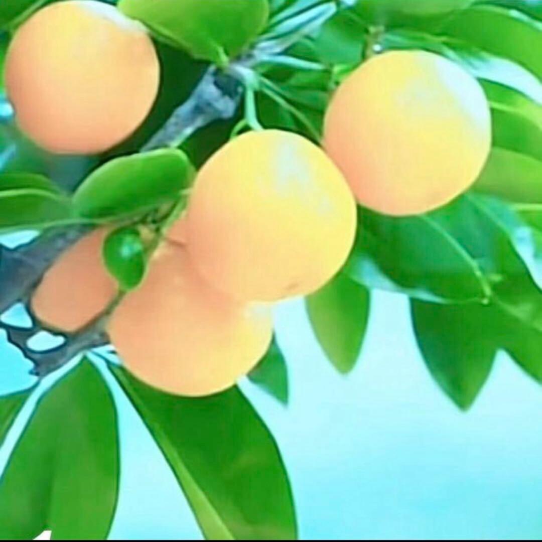 豆豆好物