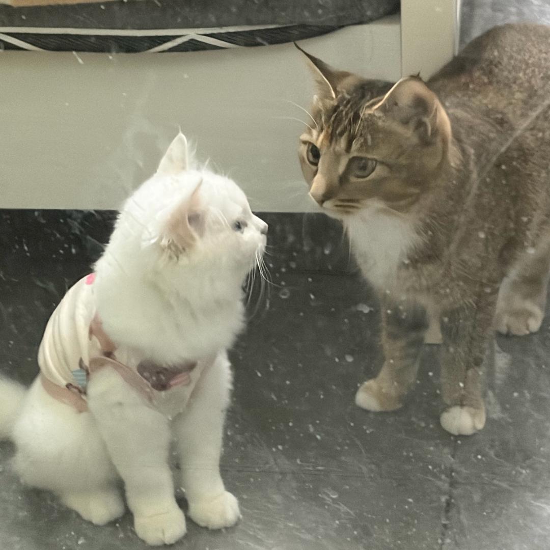 🐱墨胡椒与钱多多