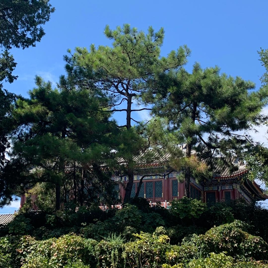 焦作绿化树、果树基地直供