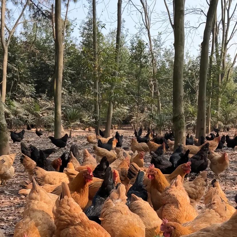 阿香林下土鸡