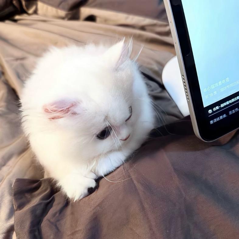 做我的猫