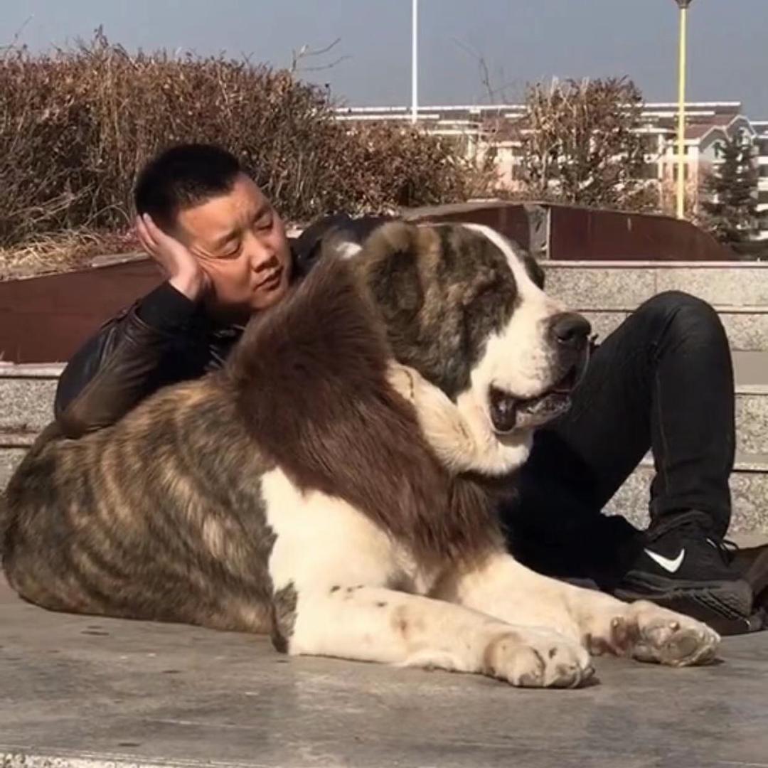 烈风猛犬