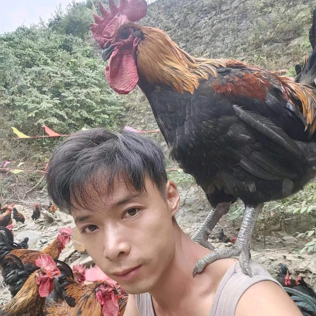 荣波☞三柱香散养土鸡
